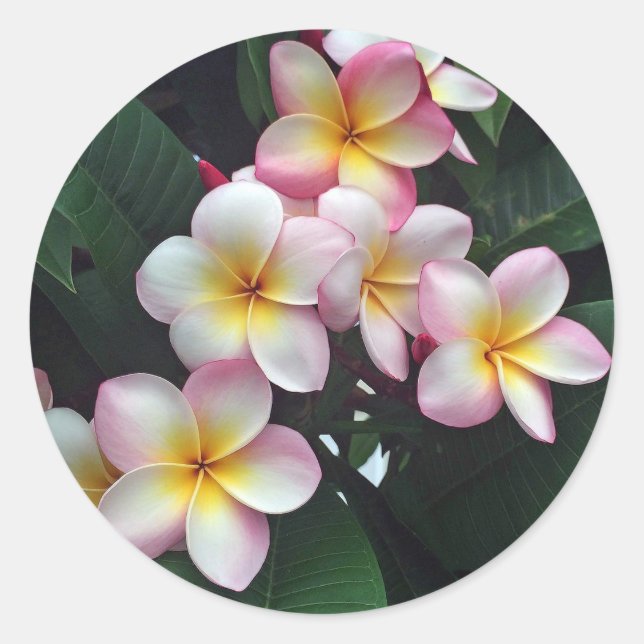 Hübsches Rosa und Gelbe Plumeria Blumenkohl Foto Runder Aufkleber (Vorderseite)