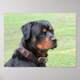 Hübsches Rottweiler Poster