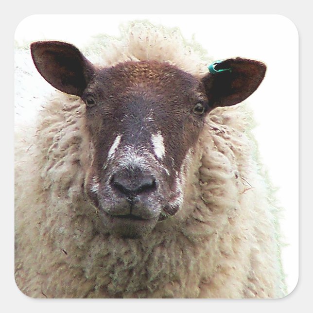 HÜBSCHES SCHAF QUADRATISCHER AUFKLEBER (Vorderseite)