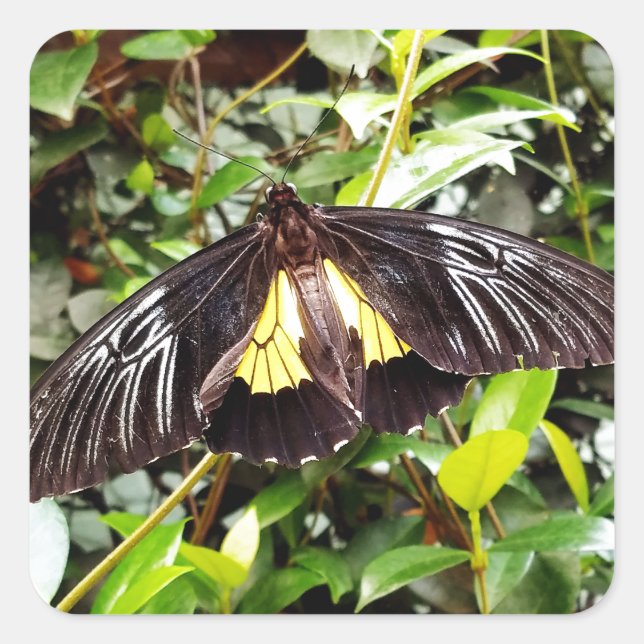 hübsches Schwarz-Gelb-Schmetterling-Foto Quadratischer Aufkleber (Vorderseite)