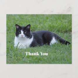 Hübsches Schwarz-Weiß Tuxedo Cat Foto Vielen Dank Postkarte