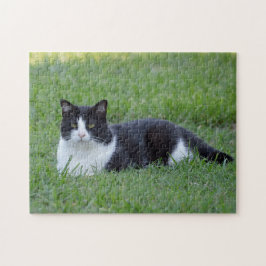 Hübsches Schwarz-Weiß-Tuxedo-Kat-Foto