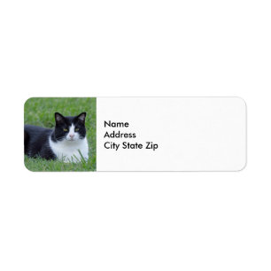 Hübsches Schwarz-Weiß-Tuxedo-Kat-Foto