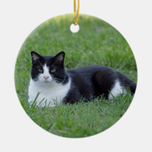 Hübsches Schwarz-Weiß-Tuxedo-Kat-Foto