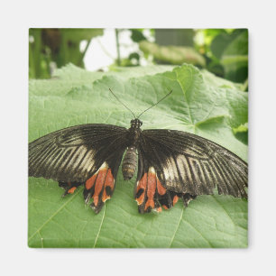 Hübsches Schwarzes Rot und Gold Butterfly Magnet