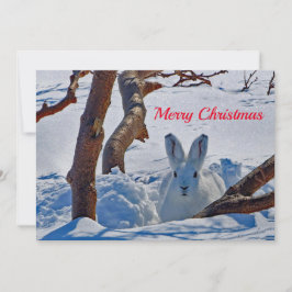 Hübsches Weißes Kaninchen Schnee Foto Weihnachtswo Feiertagskarte