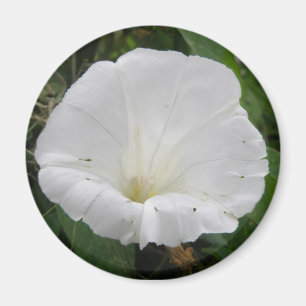 Hübsches Weißes Konvolvulan Blume Magnet