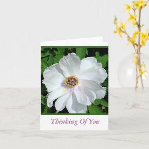 Hübsches weißes Peony / Denken Sie an Sie / Leere Karte