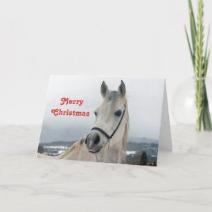 Hübsches Weißes Pferd Foto Weihnachten