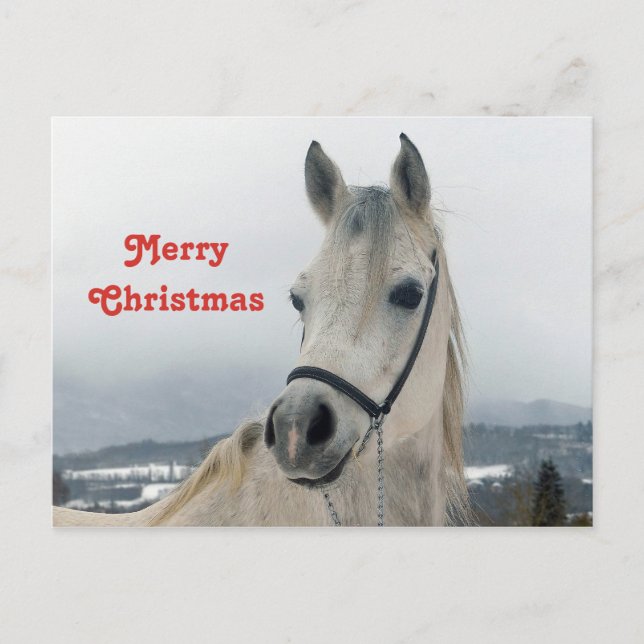 Hübsches Weißes Pferd Foto Weihnachten Postkarte (Vorderseite)
