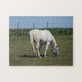 Hübsches Weißpferd