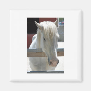 Hübsches Weißpferd Magnet