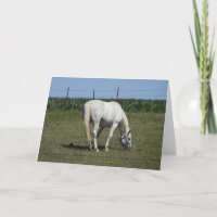 Hübsches Weißpferd, Stehend in Feldantrieb