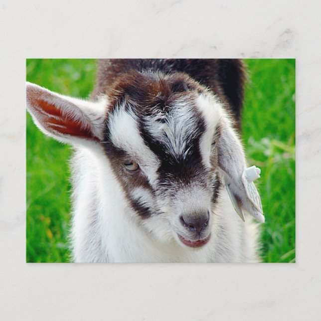 Hübsches Ziegenkid Postkarte (Vorderseite)