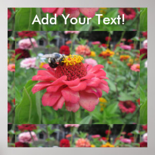 Hübsches Zinnia mit Biene Poster