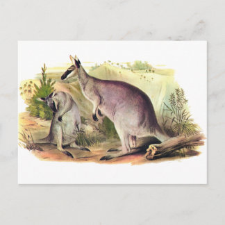 Hübschgesichtwallaby Postkarte