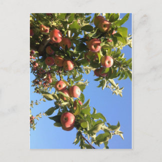 Hudson Valley Apples Postkarte