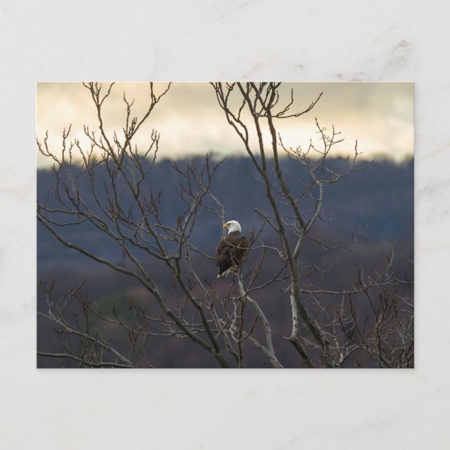 Hudson Valley Eagle Postkarte (Vorderseite)