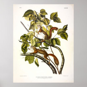 Hudson's Bay (Chickaree Red) Eichhörnchen von Audu Poster