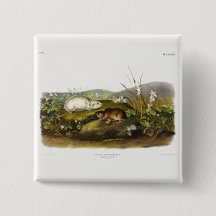 Hudson's Bay (Ungava Collared) Lemming von Audubon Button
