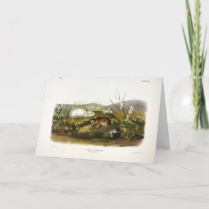 Hudson's Bay (Ungava Collared) Lemming von Audubon Karte