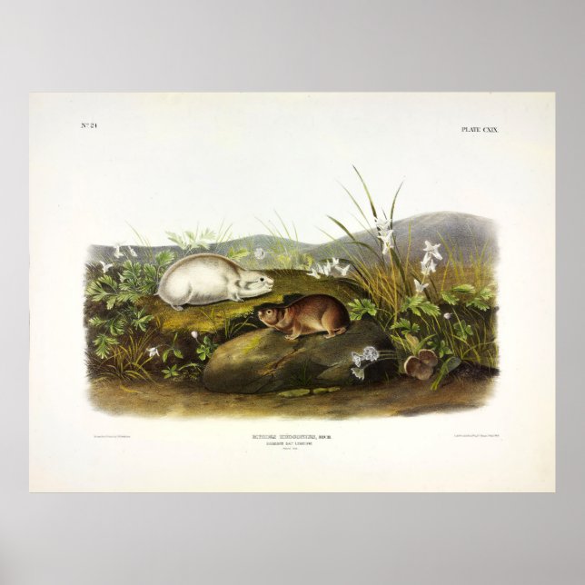 Hudson's Bay (Ungava Collared) Lemming von Audubon Poster (Vorne)