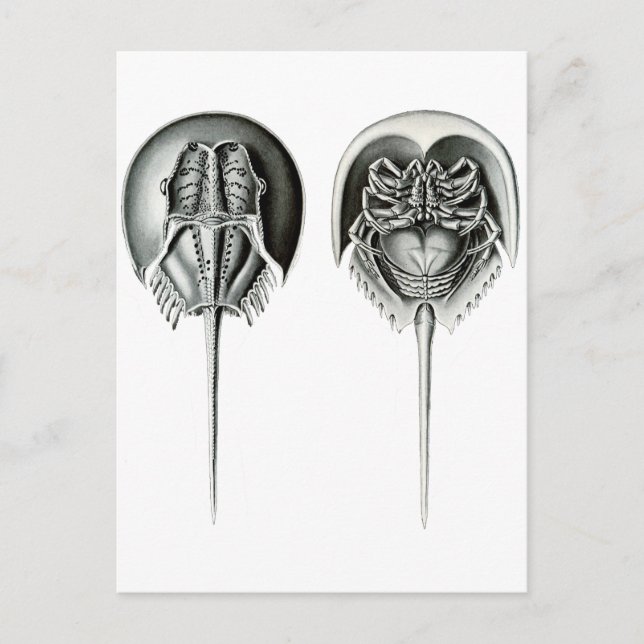 Hufeisen Postkarte (Vorderseite)