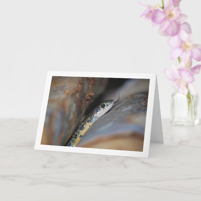 Hufeisenschlange Karte (Orchidee)