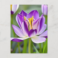Hüfte, Blume, Postkarte