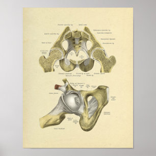 Hüftgelenk Anatomie Knochen Druck Poster