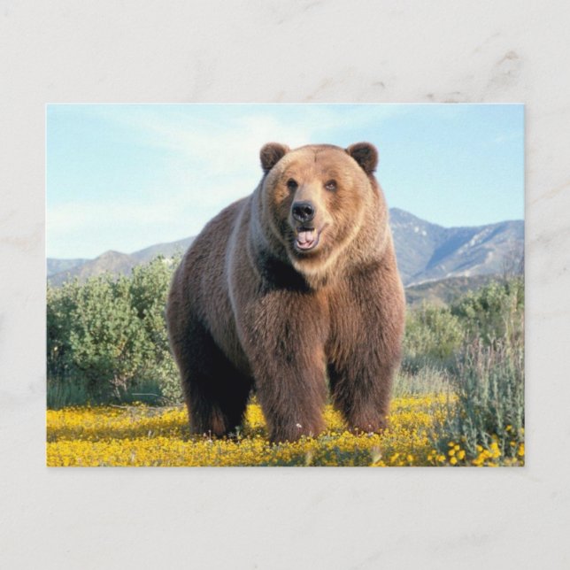 Huge Brown Bear Postkarte (Vorderseite)