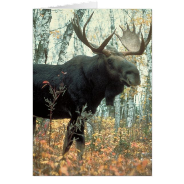 Huge Moose (Vorne)