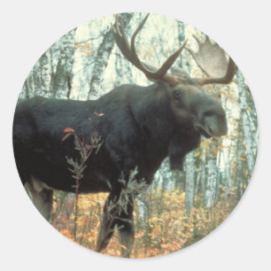 Huge Moose Runder Aufkleber