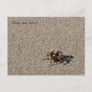 HuGe sPiDeR II Postkarte
