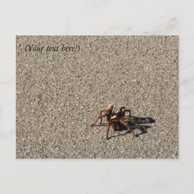 HuGe sPiDeR II Postkarte (Vorderseite)