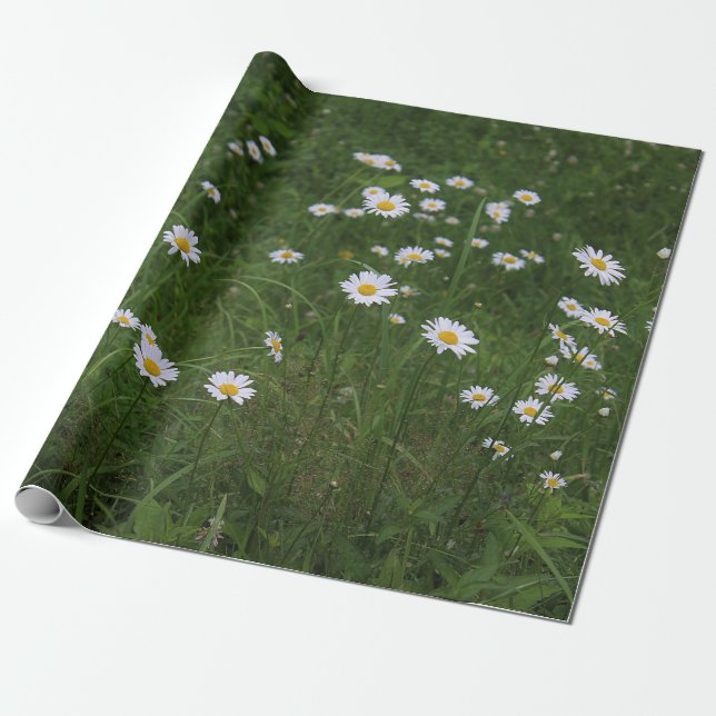 Hügel der Gänseblümchen Geschenkpapier (Ungerollt)