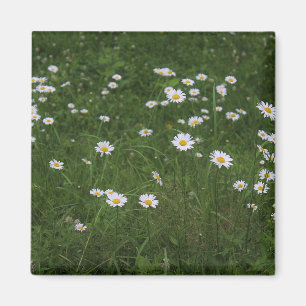 Hügel der Gänseblümchen Magnet