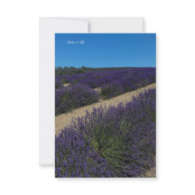 Hügel der Lavender Rows