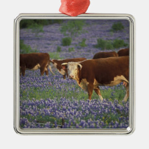 Hügel-Land USA, Texas, Texas, Hereford Ornament Aus Metall