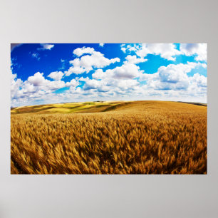 Hügel von reifen Weizen Poster