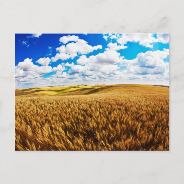 Hügel von reifen Weizen Postkarte (Vorderseite)