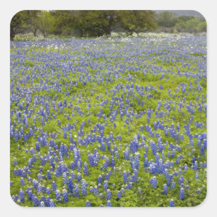 Hügelland, Texas, Bluebonnets und Eiche Quadratischer Aufkleber