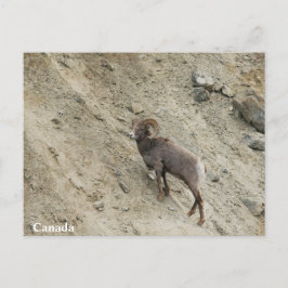 Hügelschaf Postkarte