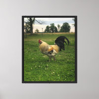 Huhn auf dem Bauernhof Foto