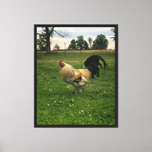 Huhn auf dem Bauernhof Foto Leinwanddruck