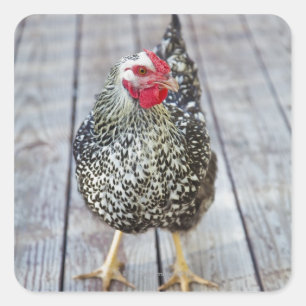 Huhn auf hölzerner Plattform, versilbern Quadratischer Aufkleber