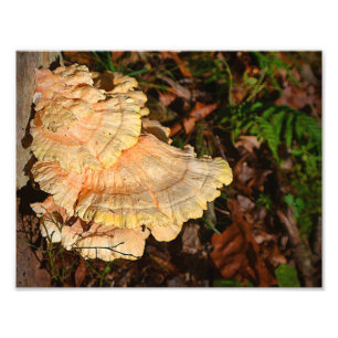 Huhn des Holz-Pilz-Foto-Druckes Fotodruck
