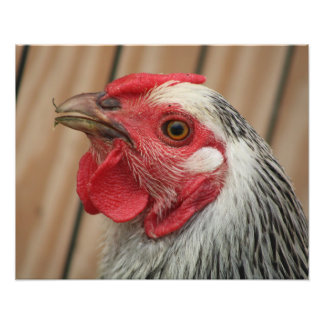 Huhn Fotodruck