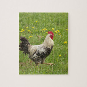 Huhn, Hahn, Tier, Vogel, Bauernhof, Landwirtschaft