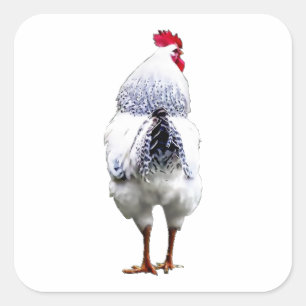 Huhn-Huhn dreht Schwanz u. läuft Quadratischer Aufkleber